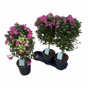 ANIS CAP EL PRINCESS