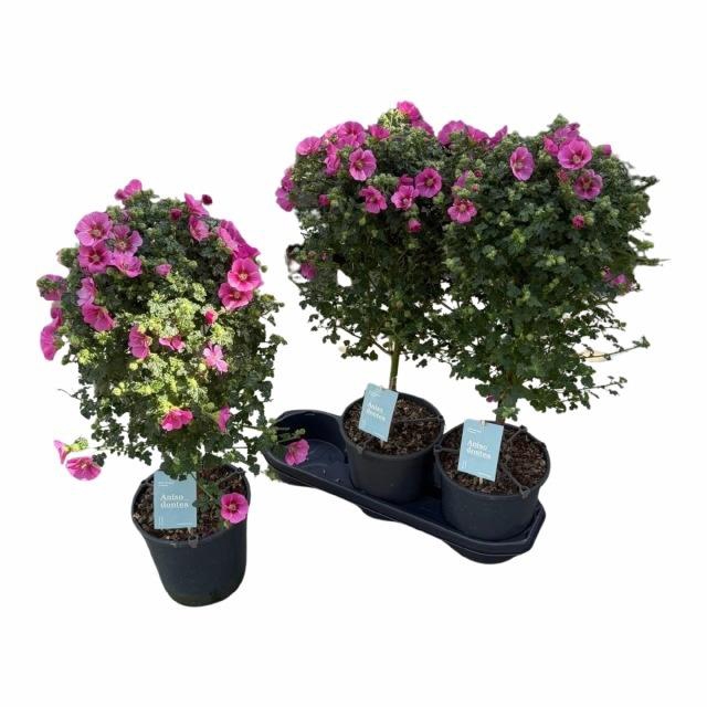 <h4>ANIS CAP EL PRINCESS</h4>