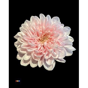 Chr T Altaj Pastel Pink