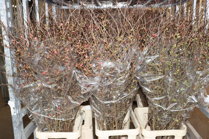 <h4>Chaenomeles Superba</h4>