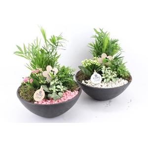 0532 EBBI INDOOR ROZE/WIT