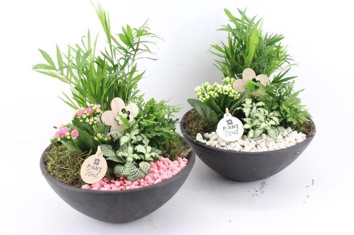 0392 EBBI INDOOR ROZE/GEEL