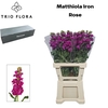 MATTH IRON ROSE Box L 60