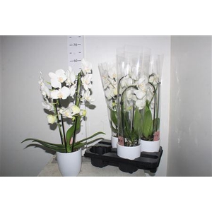 Phal El Cascade White 2 Branches 14+in Hugo White