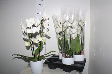 <h4>Phal El Cascade White 2 Branches 14+in Hugo White</h4>