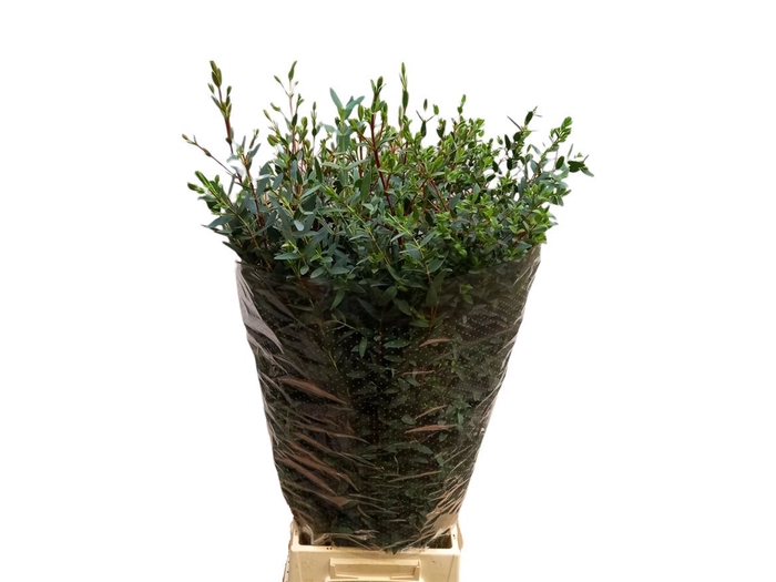 <h4>Euc Parvifolia 300gr Ex</h4>