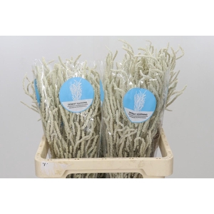 Amaranthus Yearming Desert