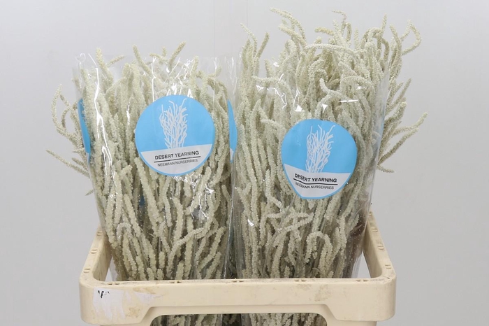 <h4>Amaranthus Yearming Desert</h4>
