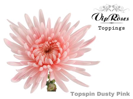 Chr G Topspin Dusty Pink