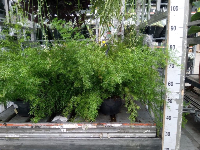 <h4>Asparagus   ...</h4>