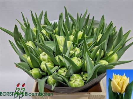 <h4>Tu Du Avant Garde</h4>