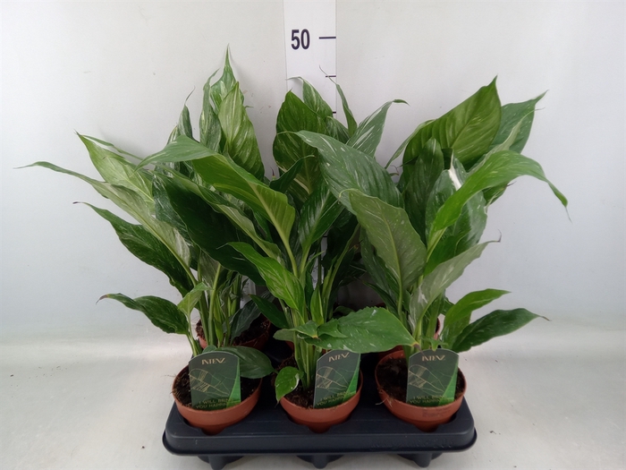 <h4>Spathiphyllum  'Diamond'</h4>