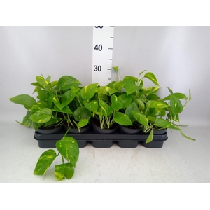 Epipremnum pinn. 'Aureum'
