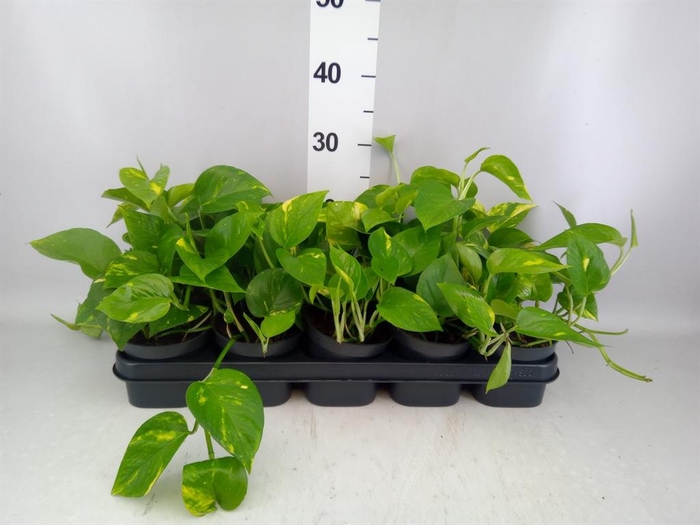 <h4>Epipremnum pinn. 'Aureum'</h4>