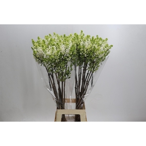 Syringa vulgaris 'White Wonder'