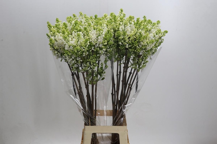 <h4>Syringa vulgaris 'White Wonder'</h4>