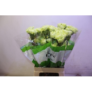 Di St Marty/ Donker Groen Box