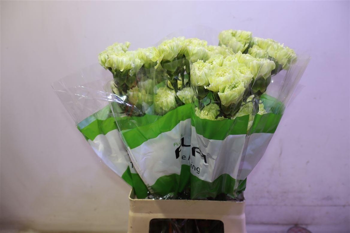 <h4>Di St Marty/ Donker Groen Box</h4>