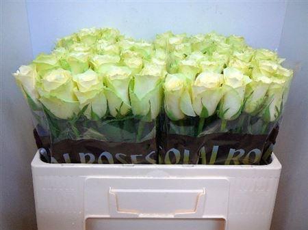 <h4>R Gr Athena</h4>