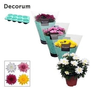 Chrysanne® Grandezza Mix full CC