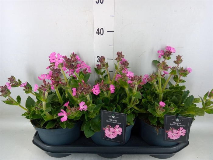 <h4>Silene   ...</h4>