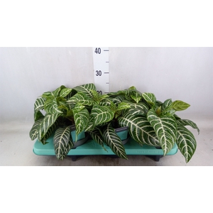 Aphelandra squar. 'Botanica'