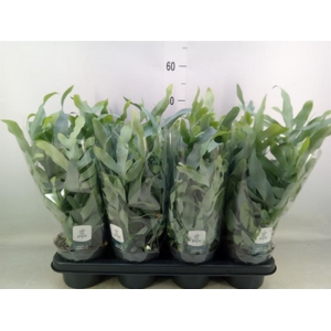 Phlebodium aureum 'Blue Star'