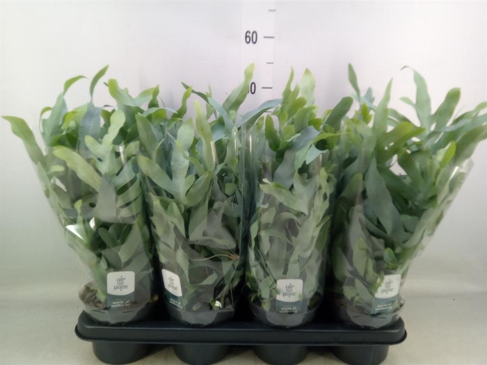 <h4>Phlebodium aureum 'Blue Star'</h4>