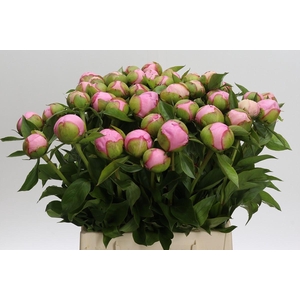 Paeonia Angel Cheeks