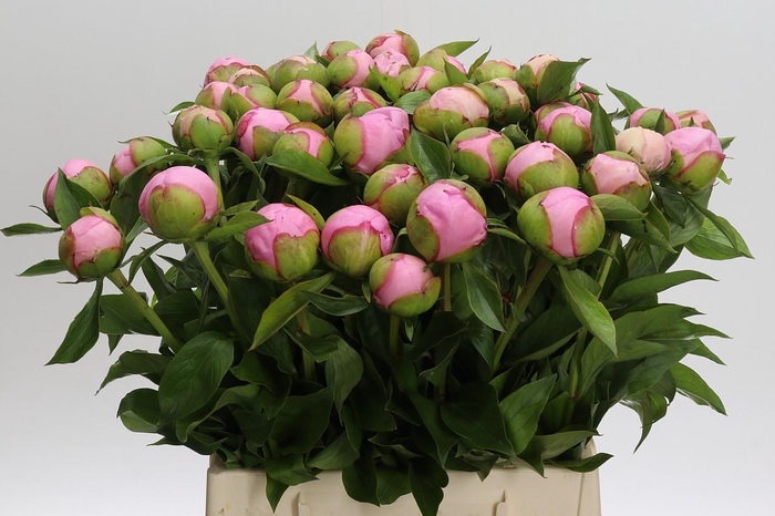 <h4>Paeonia Angel Cheeks</h4>