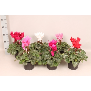 Cyclamen  Super Serie XXL Divers