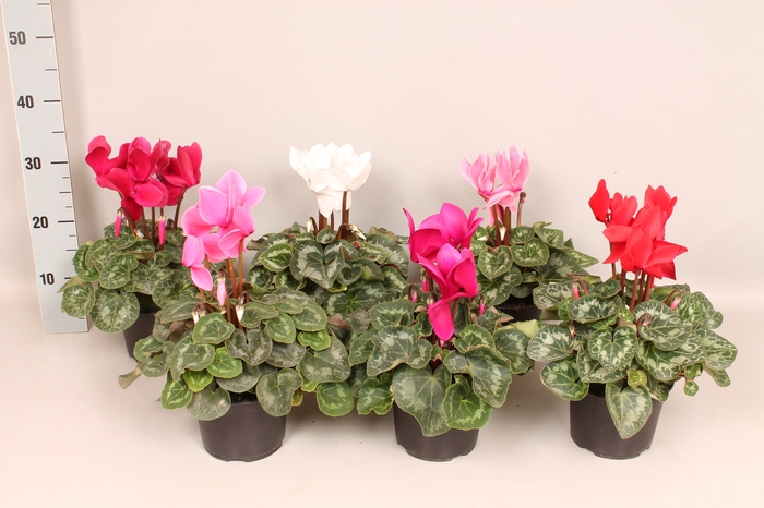 <h4>Cyclamen  Super Serie XXL Divers</h4>