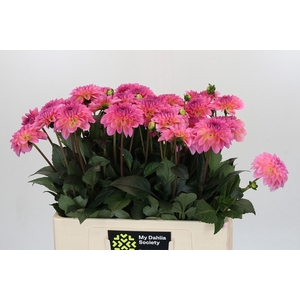 Dahlia Esli