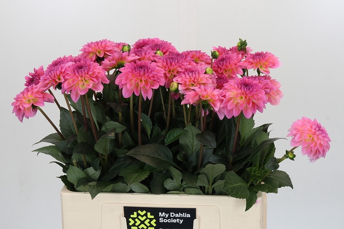 Dahlia Esli