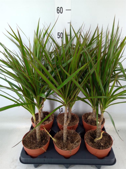 <h4>Dracaena marg.</h4>