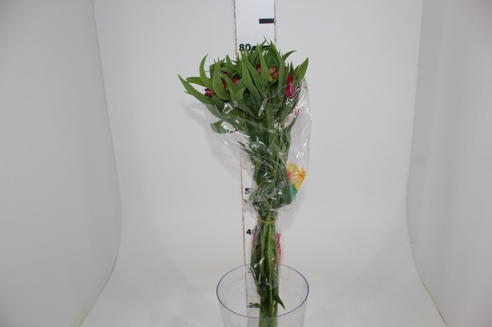 <h4>ALSTROEMERIA NAVARRO 080 CM</h4>