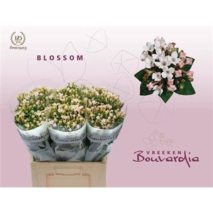 Bou En Blossom Blush