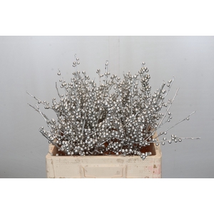 Ilex paint Platina