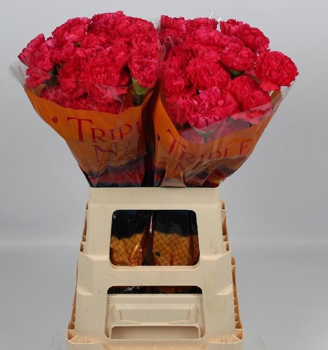 <h4>DI ST BIZET</h4>