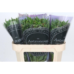 Alstroemeria Astronova Rigel