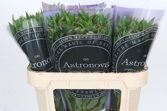 <h4>Alstroemeria Astronova Rigel</h4>