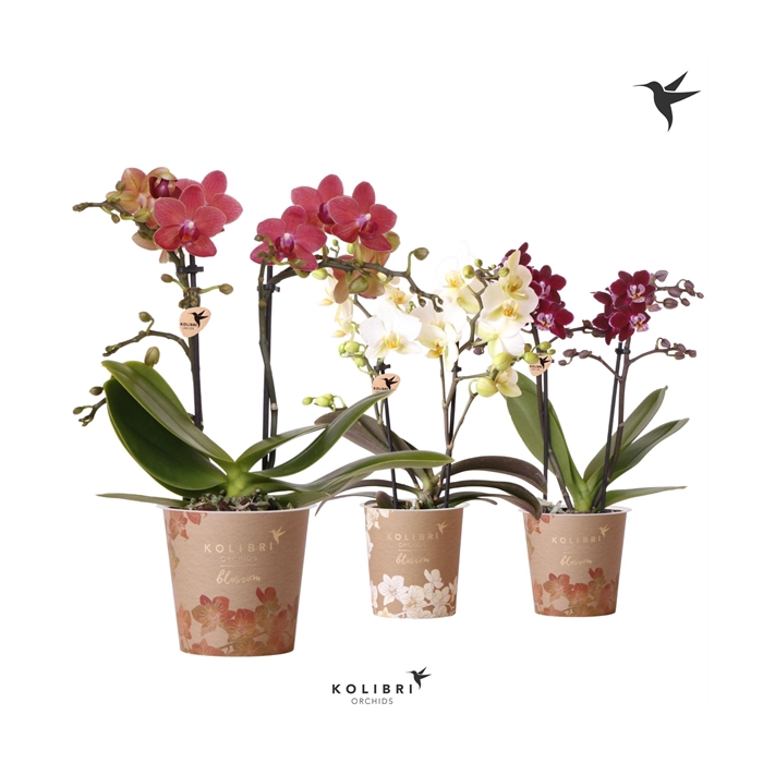 <h4>Kolibri Orchids Phalaenopsis Blossom Mix 2 spike</h4>