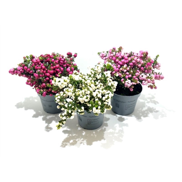 <h4>Gaultheria mucronata Gemengd laag</h4>