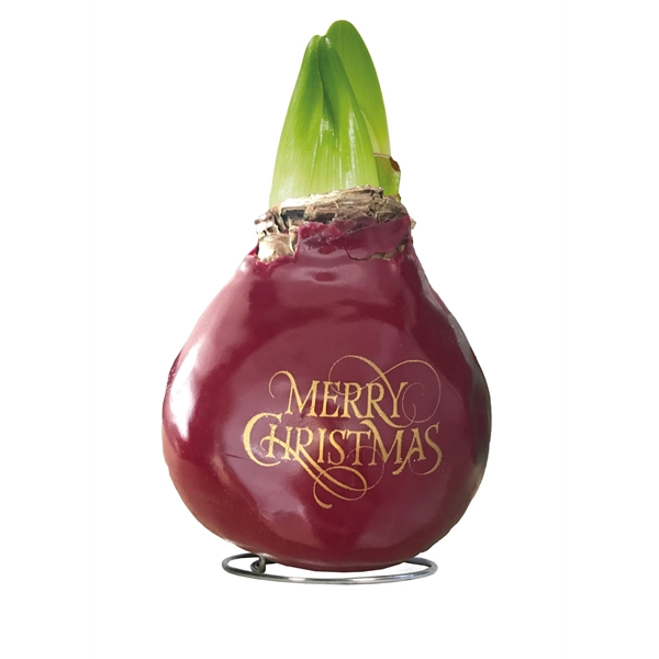 <h4>Amaryllis Touch of Wax Special Print "Merry Christmas" 6x1, rode bloem, Tray 236</h4>