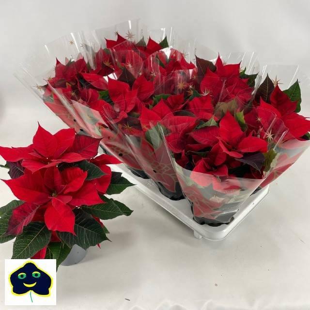 <h4>EUPHOR P CHR UNIVERS</h4>