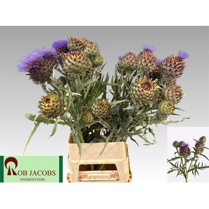 Cynara Cardunculus