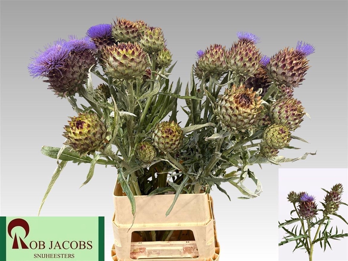 <h4>Cynara Cardunculus</h4>
