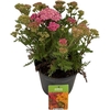Achi Millefolium