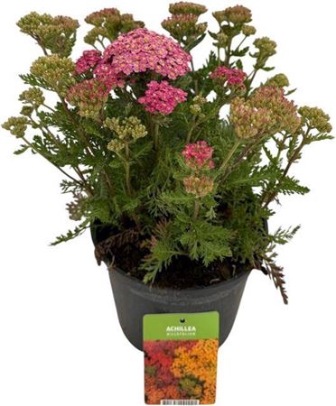 Achi Millefolium