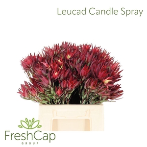 Leucadendron  'Candle'